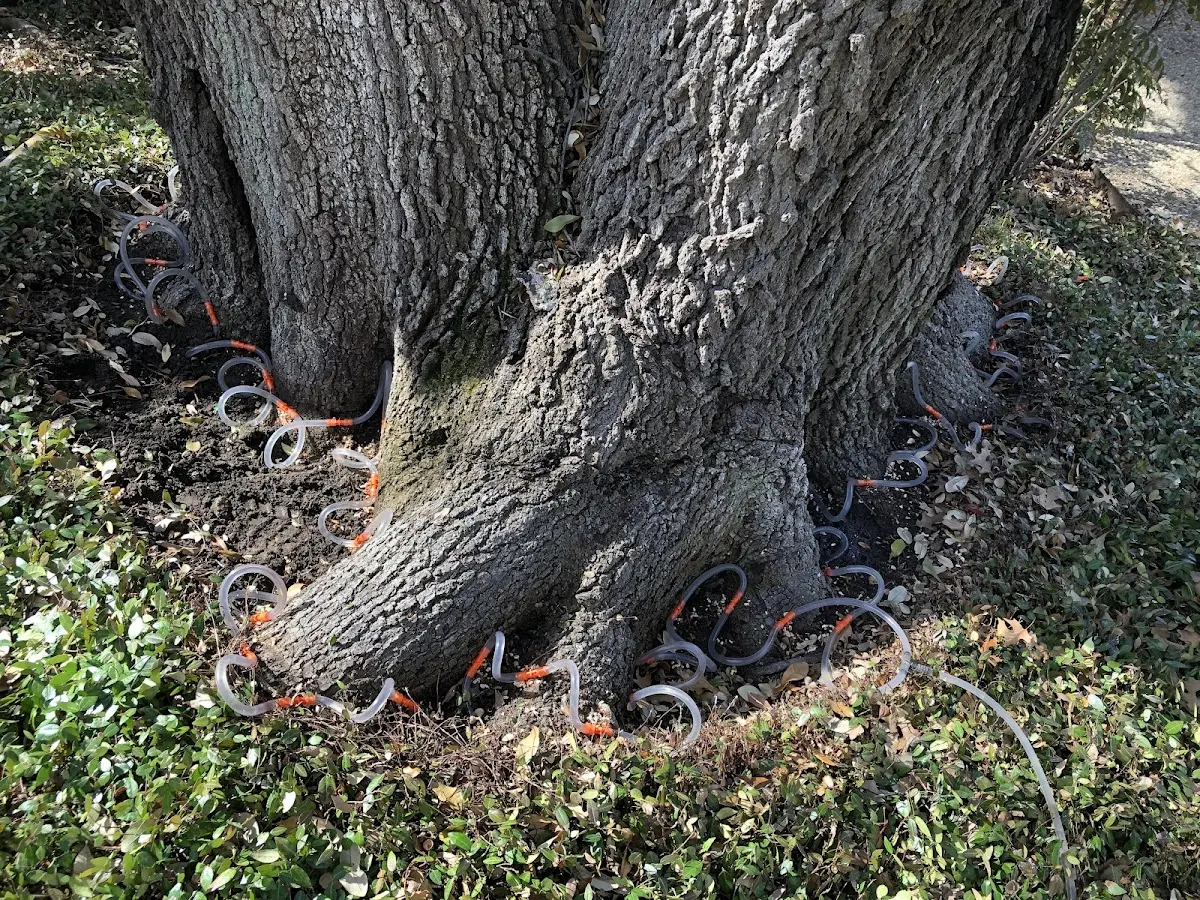Detailed Tree Cabling and Bracing job site in Cuba City